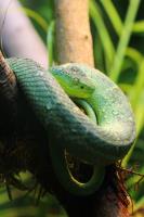 Green Tree Viper�